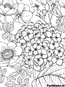 Detailed cluster of hydrangea flowers botanical art for adults coloring page