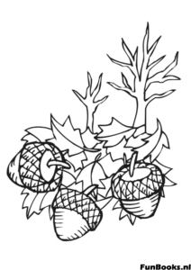 Grappe de glands suspendus à une branche de chêne étude de nature coloriage